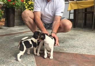 Denis Ambrožič ima doma pasje mladičke, ki mu predstavljajo nepopisno veselje.