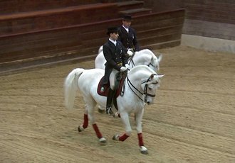 Lipicanci znova na ogled