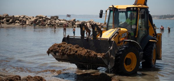 Na tone azijske invazivne morske alge v Španiji: 'To je ekološka katastrofa'