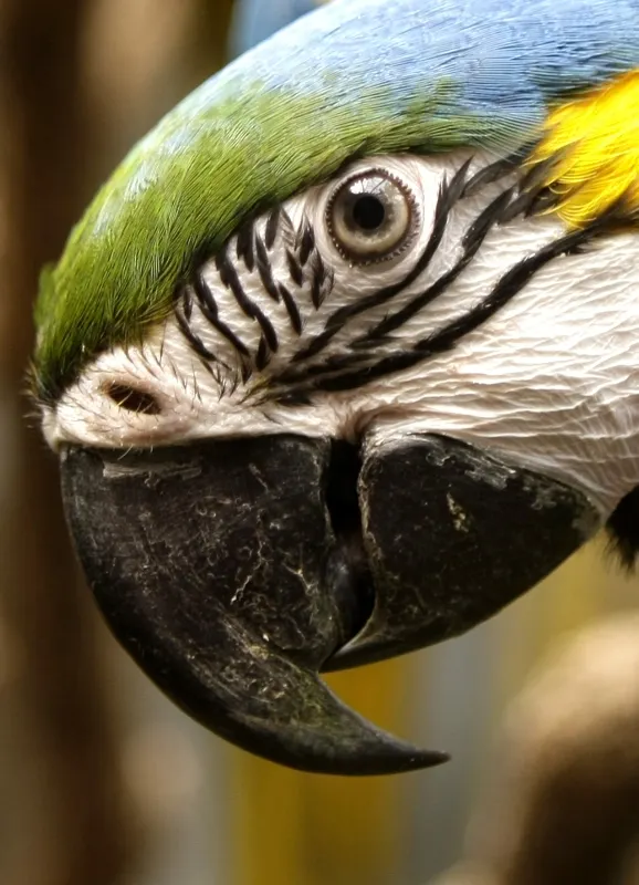 Papiga je zasedla zavidljivo tretje mesto. (Slika je simbolna.)